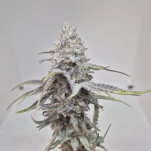 SMALLS BUDS BLUE FRUIT - Fleurs de CBD Indoor 10% | Cultivé en France 🇫🇷 – Image 3