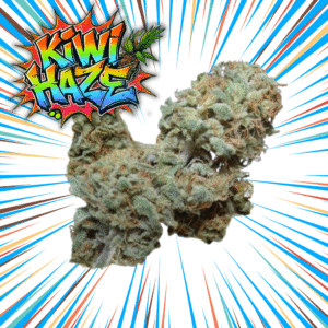 KIWI HAZE - Fleurs de CBD Indoor 10% | Cultivé en France 🇫🇷