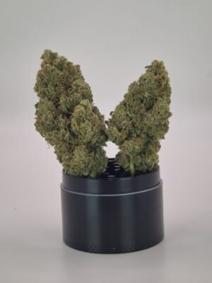 CHERRY PUNCH- Fleurs de CBD Indoor 15% | Cultivé en France 🇫🇷 – Image 5