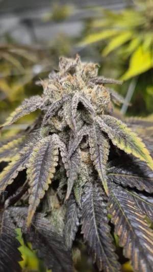 KANNA-T - Fleurs de CBD Indoor 6% | Cultivé en France 🇫🇷 – Image 2