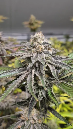 ORANGE GORILLA - Fleurs de CBD Indoor 9% | Cultivé en France 🇫🇷 – Image 2