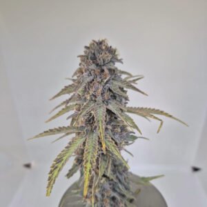 KIWI HAZE - Fleurs de CBD Indoor 10% | Cultivé en France 🇫🇷 – Image 3