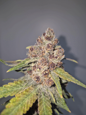 PINK MOON- Fleurs de CBD Indoor 14% | Cultivé en France 🇫🇷 – Image 8