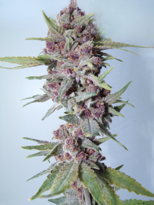 PINK MOON- Fleurs de CBD Indoor 14% | Cultivé en France 🇫🇷 – Image 9