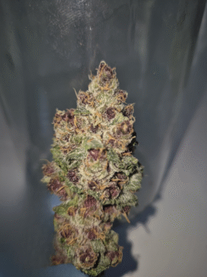 PINK MOON- Fleurs de CBD Indoor 14% | Cultivé en France 🇫🇷 – Image 7
