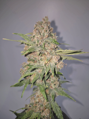 CHERRY PUNCH- Fleurs de CBD Indoor 15% | Cultivé en France 🇫🇷 – Image 8