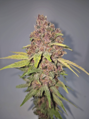 PEACH TART - Fleurs de CBD Indoor 14% | Cultivé en France 🇫🇷 – Image 6