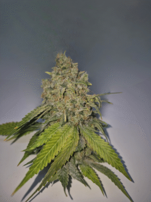 PINEAPPLE LEMONADE- Fleurs de CBD Indoor 15% | Cultivé en France 🇫🇷 – Image 8