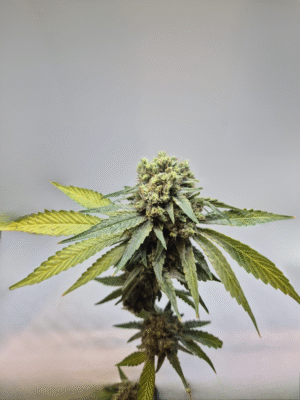 PINEAPPLE LEMONADE- Fleurs de CBD Indoor 15% | Cultivé en France 🇫🇷 – Image 9