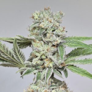 PLATINIUM OG - Fleurs de CBD Indoor 12% | Cultivé en France 🇫🇷 – Image 6