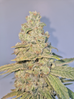 LEMON COOKIE .D - Fleurs de CBD Indoor 14% | Cultivé en France 🇫🇷 – Image 6