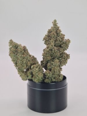 STRAW DUNK- Fleurs de CBD Indoor 14% | Cultivé en France 🇫🇷 – Image 4