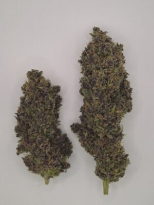 RAINBOW SHERBERT- Fleurs de CBD Indoor 15% | Cultivé en France 🇫🇷 – Image 4