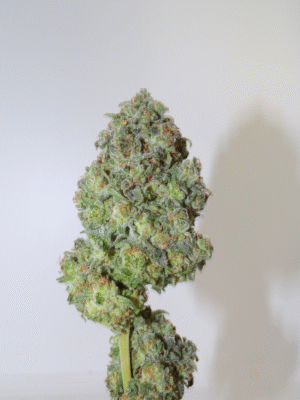 AFGHAN GLUE - Fleurs de CBD Indoor 12% | Cultivé en France 🇫🇷 – Image 6