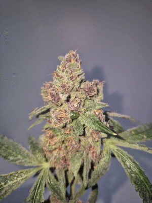 RAINBOW SHERBERT- Fleurs de CBD Indoor 15% | Cultivé en France 🇫🇷 – Image 7