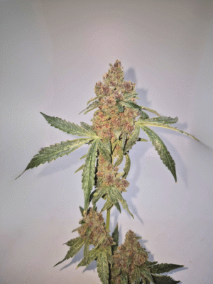 RAINBOW SHERBERT- Fleurs de CBD Indoor 15% | Cultivé en France 🇫🇷 – Image 8