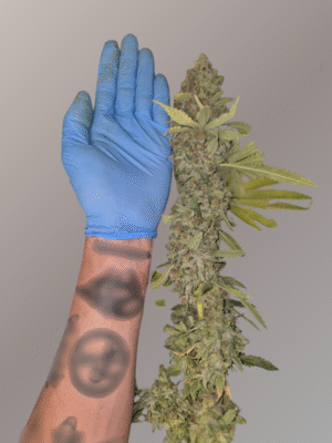 STRAW DUNK- Fleurs de CBD Indoor 14% | Cultivé en France 🇫🇷 – Image 5
