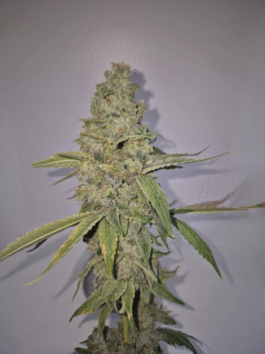 STRAW DUNK- Fleurs de CBD Indoor 14% | Cultivé en France 🇫🇷 – Image 6