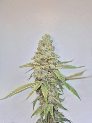 STRAW DUNK- Fleurs de CBD Indoor 14% | Cultivé en France 🇫🇷 – Image 7